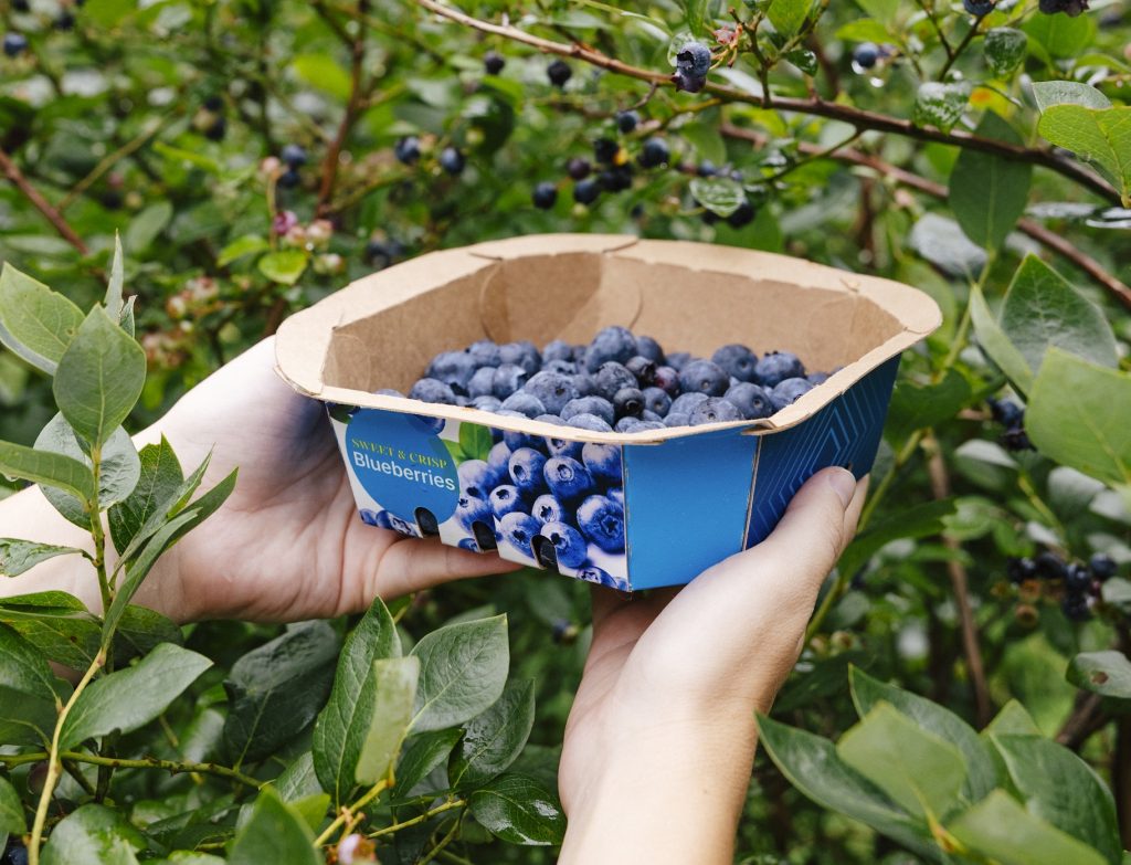 Hands holding a square, printed paper punnet with blueberries in it.